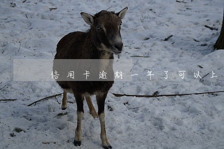 信用卡逾期一年了可以上岸吗