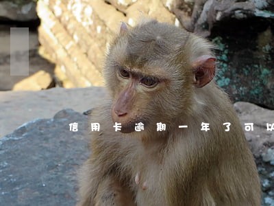 信用卡逾期一年了可以协商吗 信用卡逾期一年了可以协商吗