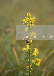 信用卡逾期一年了是不是被列入黑名单了 信用卡逾期一年了是不是被列入黑名单了
