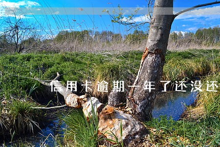 信用卡逾期一年了还没还怎么办 信用卡逾期一年了还没还怎么办
