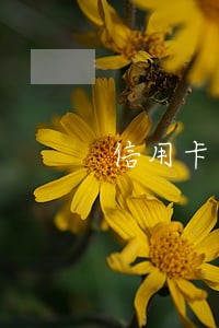 信用卡逾期一年了还能申请贷吗