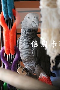 信用卡逾期一年五万