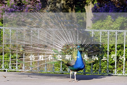 信用卡逾期一年以上可以出国吗
