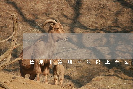 信用卡逾期一年以上怎么办 信用卡逾期一年以上怎么办