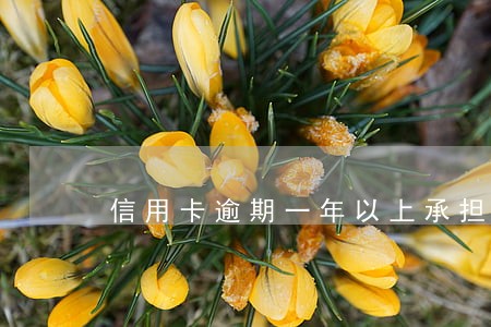 信用卡逾期一年以上承担什么责任 信用卡逾期一年以上承担什么责任