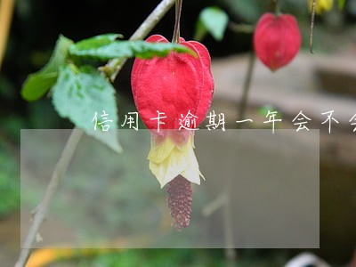 信用卡逾期一年会不会上征信 信用卡逾期一年会不会上征信