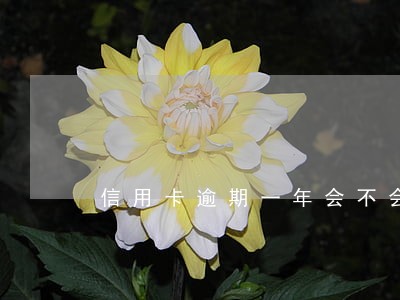 信用卡逾期一年会不会坐牢6 信用卡逾期一年会不会坐牢6