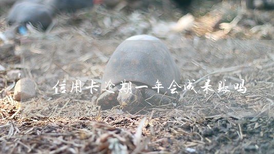 信用卡逾期一年会成呆账吗 信用卡逾期一年会成呆账吗