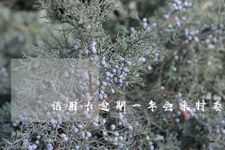 信用卡逾期一年会来村委吗
