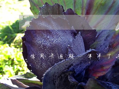 信用卡逾期一年半了还能办吗