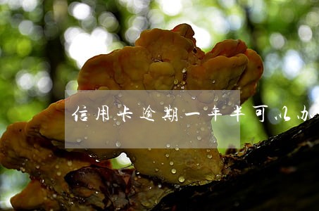 信用卡逾期一年半可以办分期吗 信用卡逾期一年半可以办分期吗
