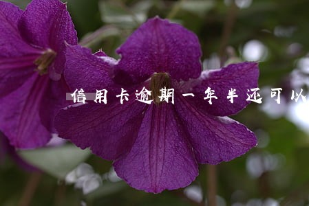 信用卡逾期一年半还可以协商吗 信用卡逾期一年半还可以协商吗