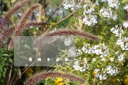 信用卡逾期一年去哪里还 信用卡逾期一年去哪里还
