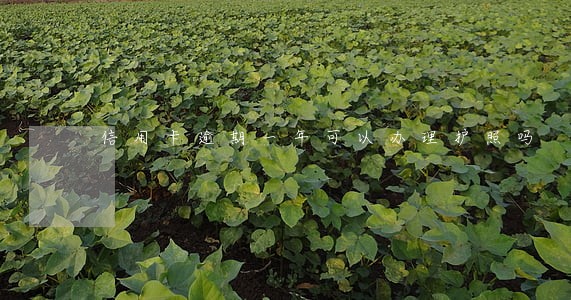 信用卡逾期一年可以办理护照吗 信用卡逾期一年可以办理护照吗