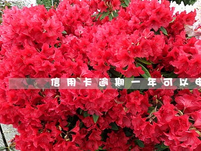 信用卡逾期一年可以申请房贷吗 信用卡逾期一年可以申请房贷吗