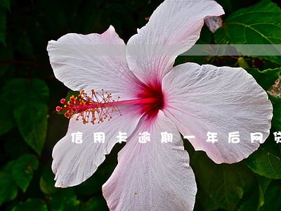 信用卡逾期一年后网贷还能贷吗 信用卡逾期一年后网贷还能贷吗