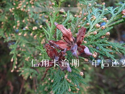 信用卡逾期一年后还要还吗