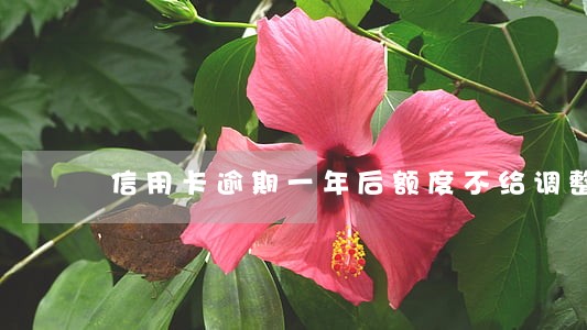 信用卡逾期一年后额度不给调整 信用卡逾期一年后额度不给调整