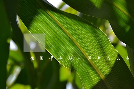 信用卡逾期一年多怎么谈招商