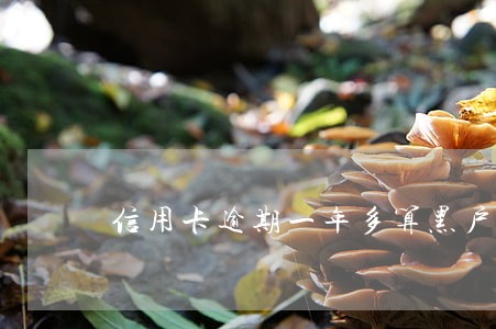 信用卡逾期一年多算黑户吗 信用卡逾期一年多算黑户吗