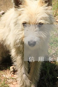 信用卡逾期一年多还不进去了 信用卡逾期一年多还不进去了