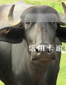信用卡逾期一年多金额5000
