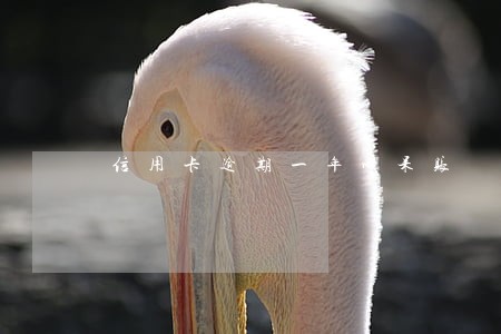 信用卡逾期一年成呆账 信用卡逾期一年成呆账