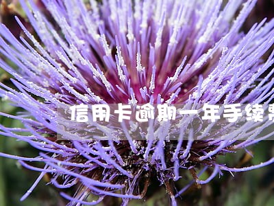 信用卡逾期一年手续费三千块钱 信用卡逾期一年手续费三千块钱