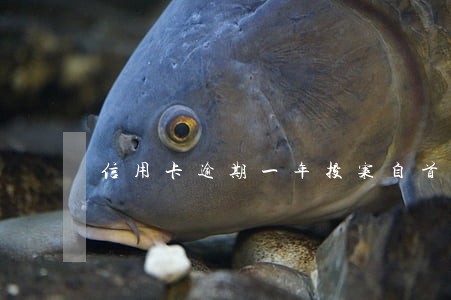 信用卡逾期一年投案自首