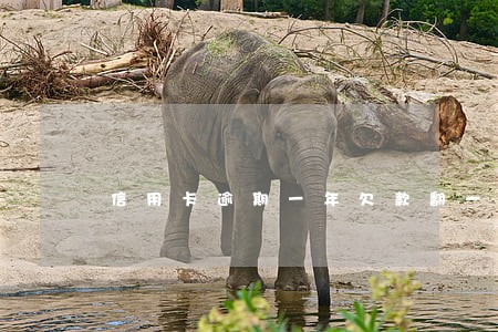 信用卡逾期一年欠款翻一倍