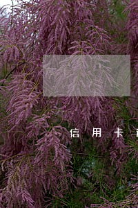 信用卡逾期一年没还5000 信用卡逾期一年没还5000