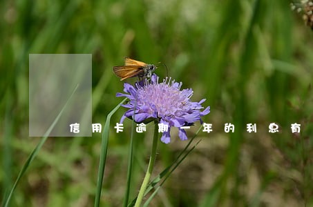 信用卡逾期一年的利息有多少 信用卡逾期一年的利息有多少