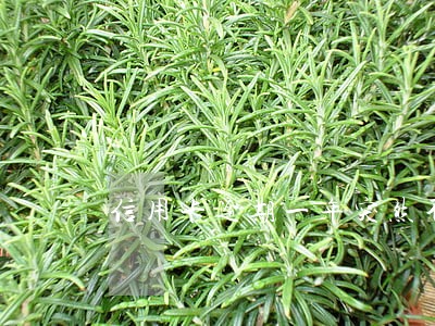 信用卡逾期一年突然不涨利息了