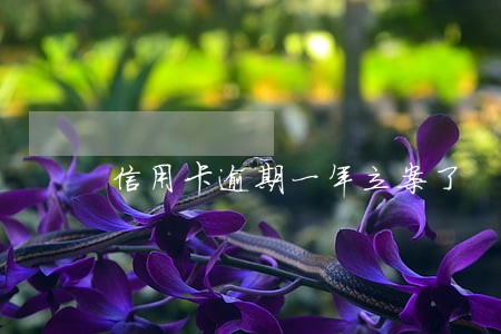 信用卡逾期一年立案了