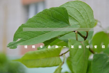 信用卡逾期一年能打官司吗 信用卡逾期一年能打官司吗