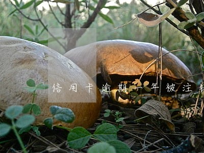 信用卡逾期一年被注销 信用卡逾期一年被注销