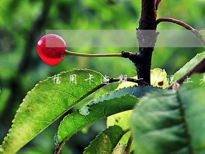 信用卡逾期一年说上老家 信用卡逾期一年说上老家