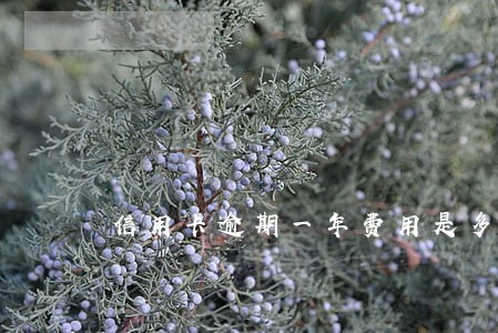 信用卡逾期一年费用是多少 信用卡逾期一年费用是多少