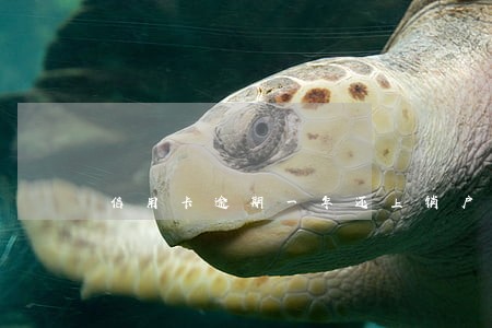 信用卡逾期一年还上销户