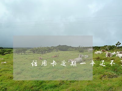 信用卡逾期一年还不了怎么处理