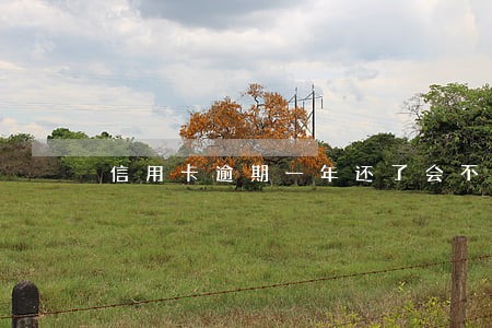 信用卡逾期一年还了会不会注销