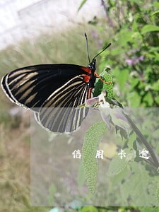 信用卡逾期一年还了好几万怎么办 信用卡逾期一年还了好几万怎么办