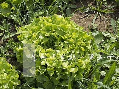 信用卡逾期一年还可以再申请吗