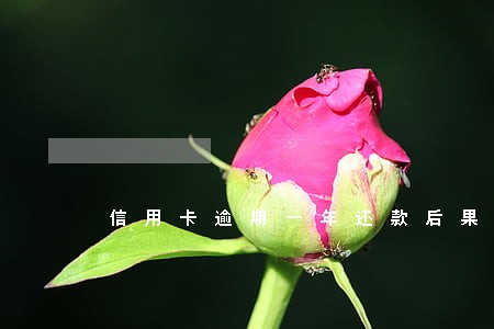 信用卡逾期一年还款后果 信用卡逾期一年还款后果