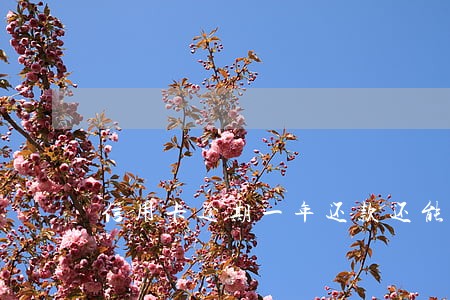 信用卡逾期一年还款还能使用么 信用卡逾期一年还款还能使用么