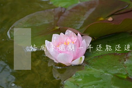 信用卡逾期一年还能还进去吗 信用卡逾期一年还能还进去吗