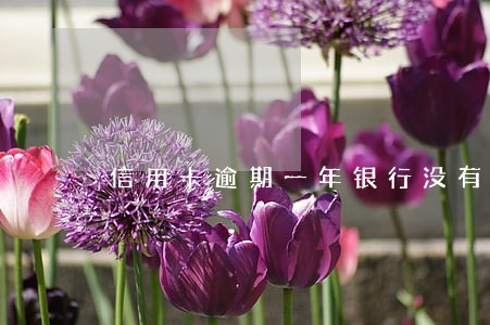 信用卡逾期一年银行没有催收