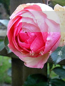 信用卡逾期一年额度两万