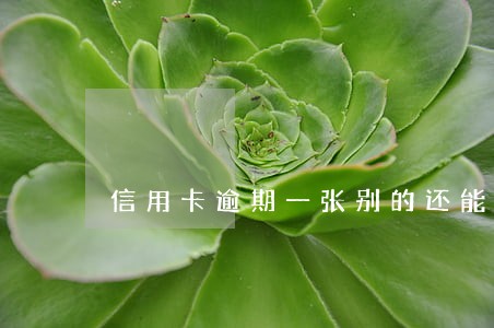 信用卡逾期一张别的还能用吗