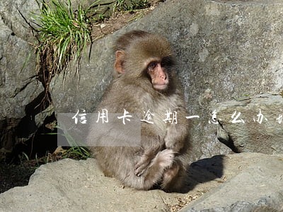 信用卡逾期一怎么办理 信用卡逾期一怎么办理